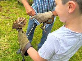 Bilbo the owl