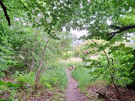 The walk to town