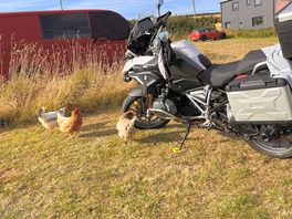 Guard chooks