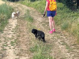 Walks near the site