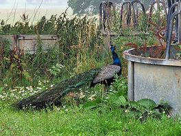 Gorgeous roaming peacocks