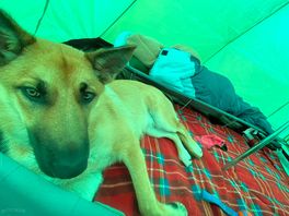 Dog enjoying camping