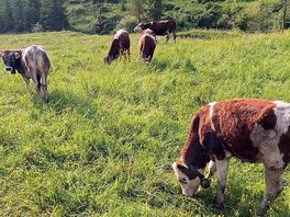Beautiful cow bells