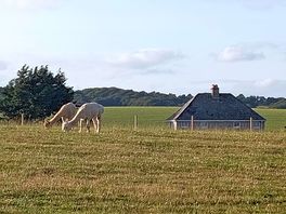 Alpacas