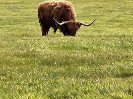 Big cows