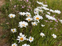Wild flowers