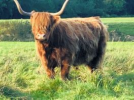 Free roaming mountain cows.