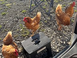 Morning visitors