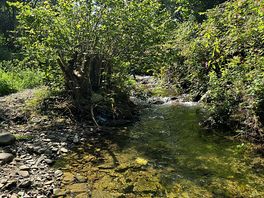 The stream