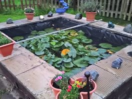The pond