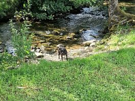 Nice river for the dog to swim in!