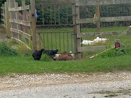 View from table outside barn