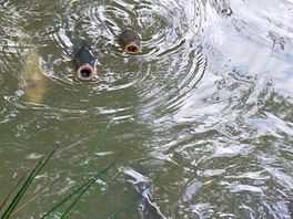 Here fishy fishy