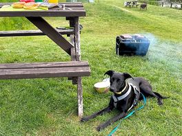 Happy hound