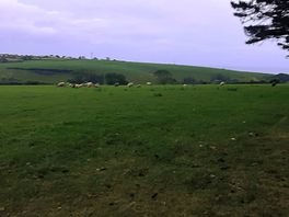 Sheep next to caravan