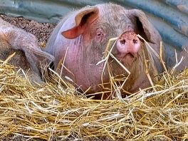 Pigs on the farm