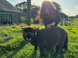 Resident lamb