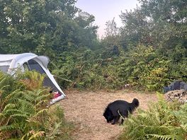 Jagger exploring our cosy pitch, surrounded by greenery and total privacy.