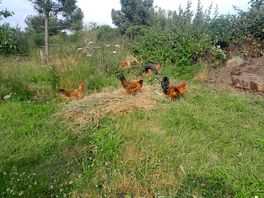 We loved the chickens wandering around