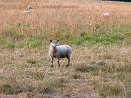 Sheep