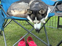 Dog tired… happy hounds!