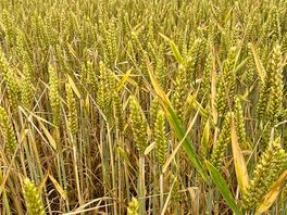 Permissible walking routes across fields.