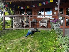 Resident peacock