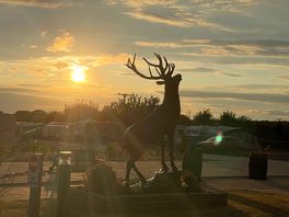 Stag sunset