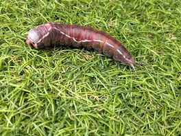 Puss moth caterpillar