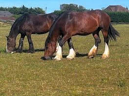 Horses next to the pitch
