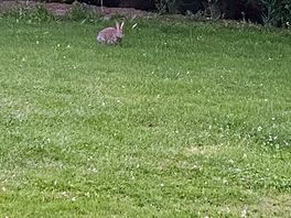 Little wildlife