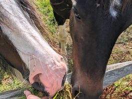 Campsite overlooks fields with horses