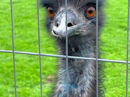 C curious emu