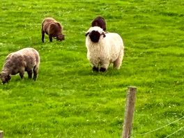 Highland sheep