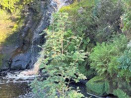Waterfall on the blue walk map by totum poles don’t go past the waterfall path disappears