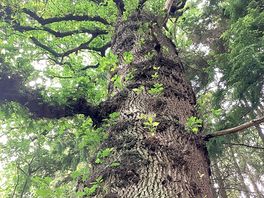 Another large tree 🌲