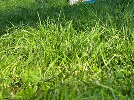 Happy dog