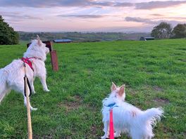 The dogs loved the site too