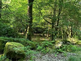 Woodland walks