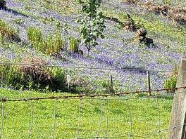 Beautiful bluebells