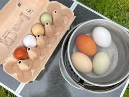Fresh eggs from the chickens there