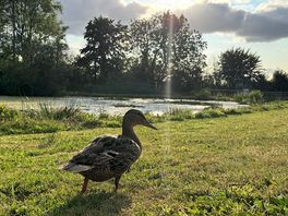 Ducks by the pond