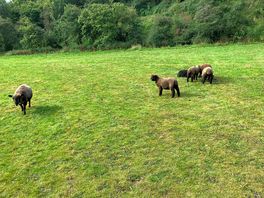 Sheep field