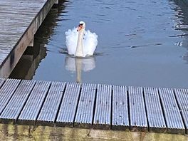 Resident swans