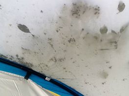 There was lots of stain on our brand new dome because of the tree laying on it