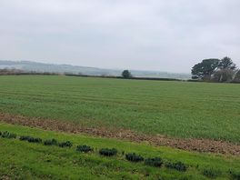 Fields around campsite