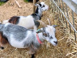 Goats