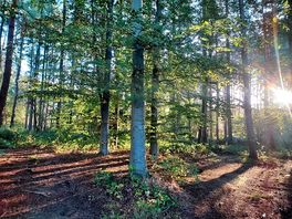 Forest camping