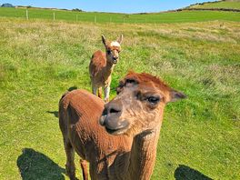 Alpacas on campsite