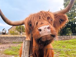 Resident highland cattle